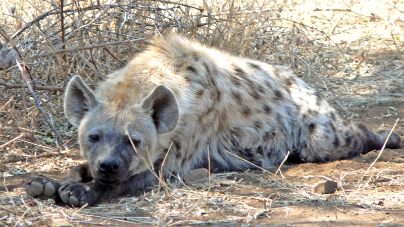 Hyena spotted in Kruger National Park