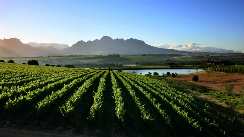 Stellenbosch Vineyards